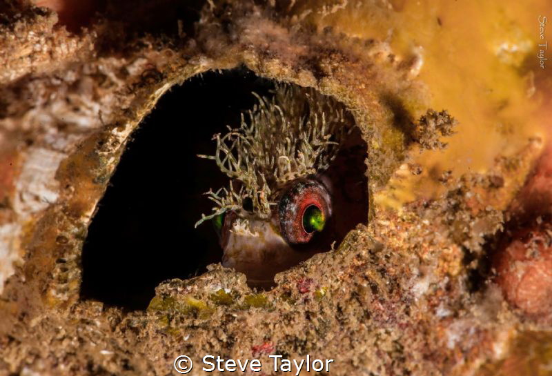 A tiny (< 1 inch) mosshead warbonnet hiding in an empty b... by Steve Taylor 