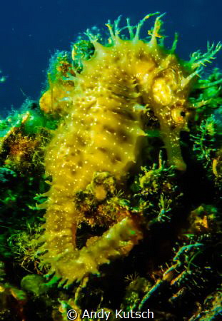 Seahorse resting by Andy Kutsch 