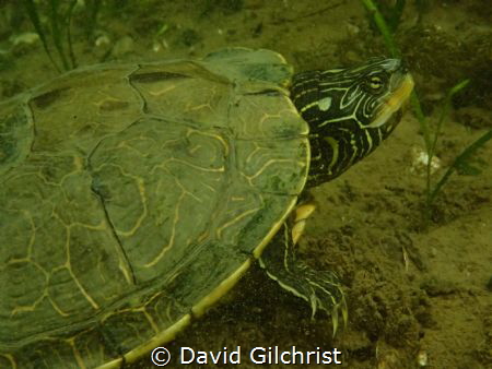 Northern Map Turtle,Welland Scuba Park by David Gilchrist 