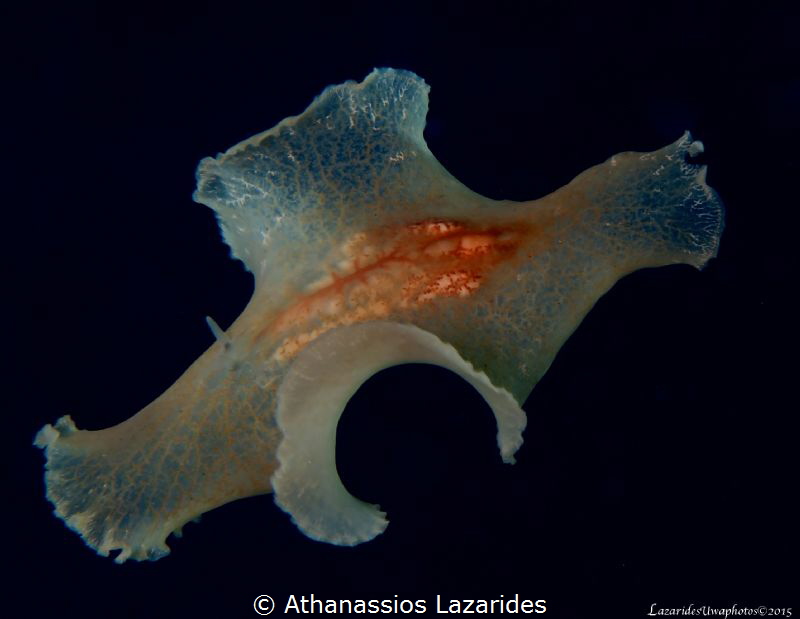 Flatworm Paraplanocera app swimming at night by Athanassios Lazarides 