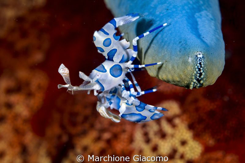 Hymenocera picta. Lembeh strait.
Nikon D800E, 105 macro,... by Marchione Giacomo 