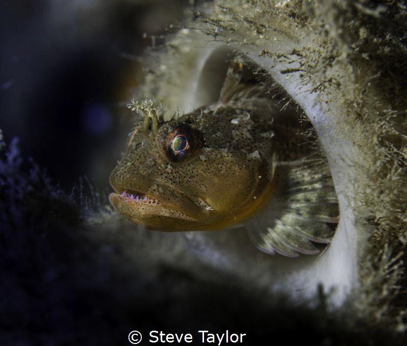 Scalyhead sculpin in a boot sponge. Howe Sound, British C... by Steve Taylor 