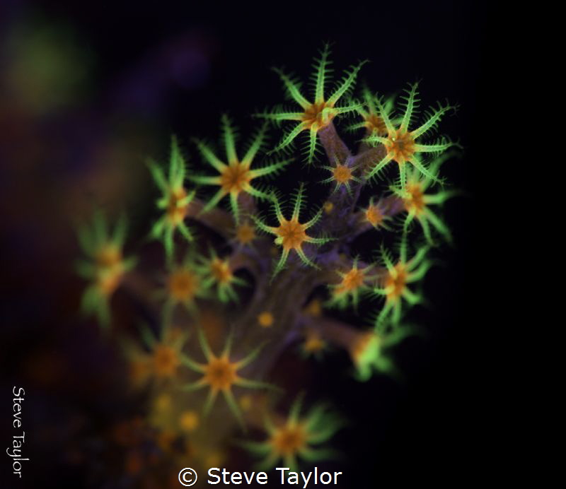 Fluorescent coral polyps, Lembeh Straight, Indonesia by Steve Taylor 