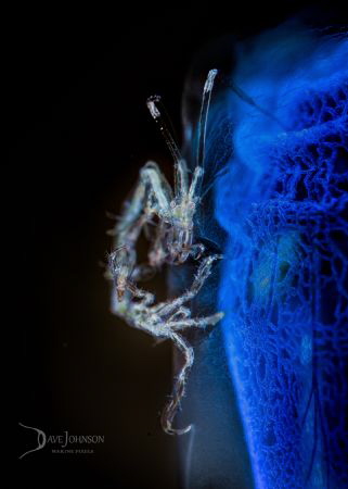 White Walker.  Skeleton shrimp on blue tunicate by Dave Johnson 
