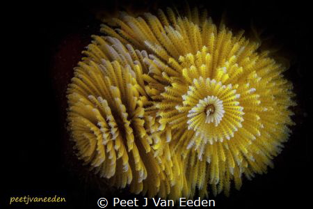 Feather Duster Worm by Peet J Van Eeden 