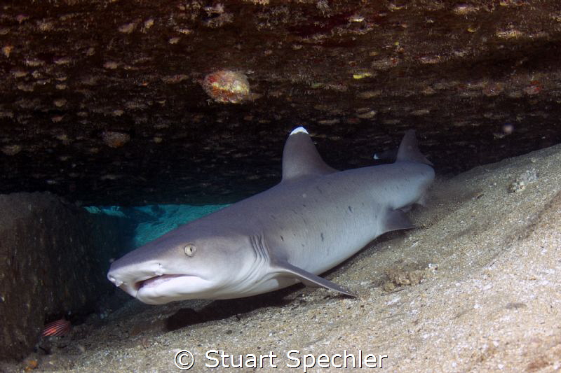 Get out!  Reclusive white tip reef shark, less than thril... by Stuart Spechler 