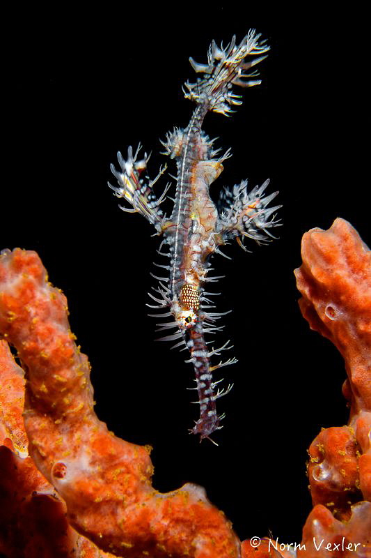 The Ornate Ghost Pipefish photographed in Ambon Harbor, I... by Norm Vexler 