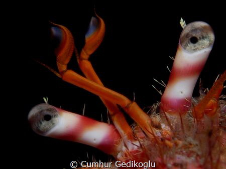 Dardanus calidus
Eyes by Cumhur Gedikoglu 