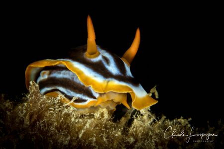 Nudi of Red Sea by Claude Lespagne 
