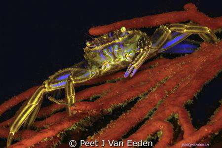 
Cape Rock Crab by Peet J Van Eeden 