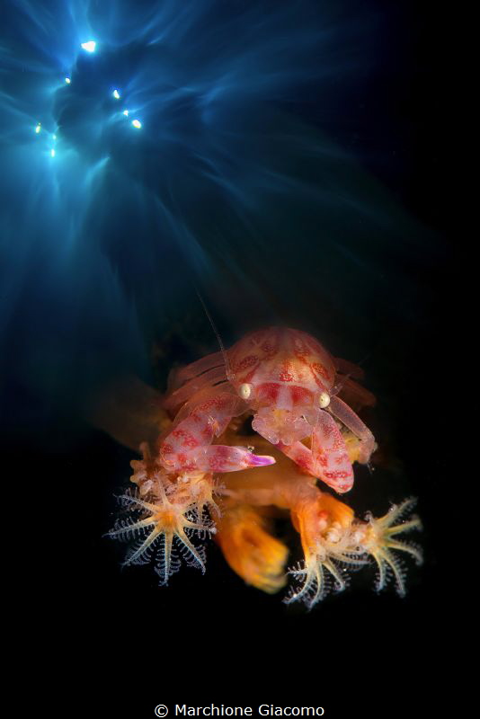 The balcony.
Lembeh strait. Porcellain crab , double exp... by Marchione Giacomo 