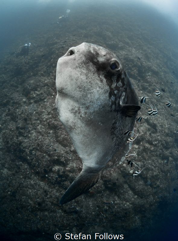 Glass Chin

Southern Ocean Sunfish - Mola alexandrini
... by Stefan Follows 