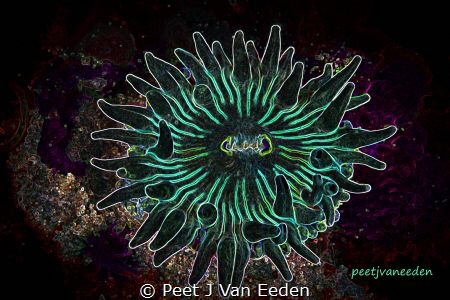 Glowing Edges

Image of a violet spotted anemone by Peet J Van Eeden 