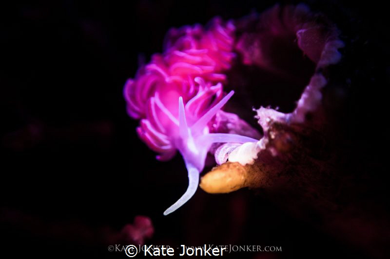 Pretty in Pink
Coral nudibranch with a touch of pink sno... by Kate Jonker 