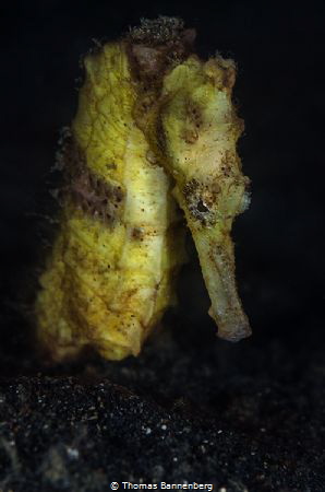yellow seahorse by Thomas Bannenberg 