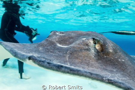 Stingrays are a group of rays, which are cartilaginous fi... by Robert Smits 