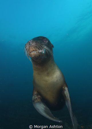 Galapagos Sea Lion by Morgan Ashton 