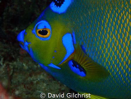 The Face of an Angel, Roatan, Honduras. This specimen was... by David Gilchrist 