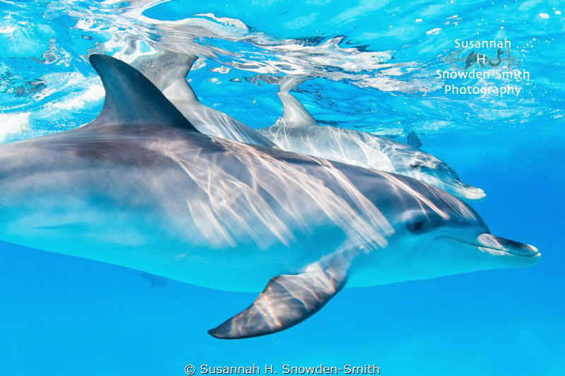 Spotted dolphins cruise the surface.  What an incredible ... by Susannah H. Snowden-Smith 