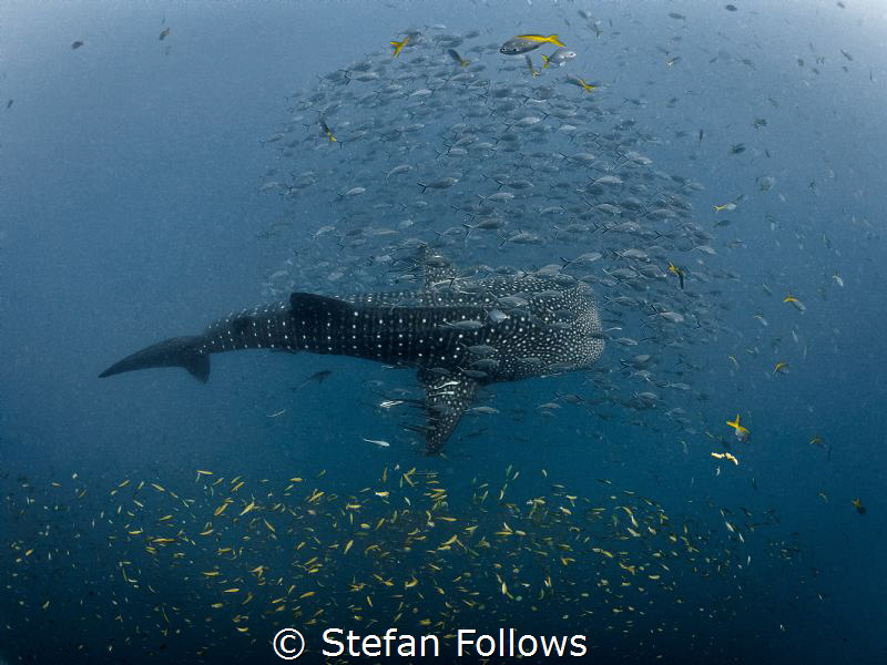 Big Fish Small Fish 

Whale Shark - Rhincodon typus

... by Stefan Follows 
