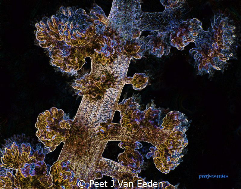 Soft Coral In False Bay,Cape Peninsula, South Africa by Peet J Van Eeden 