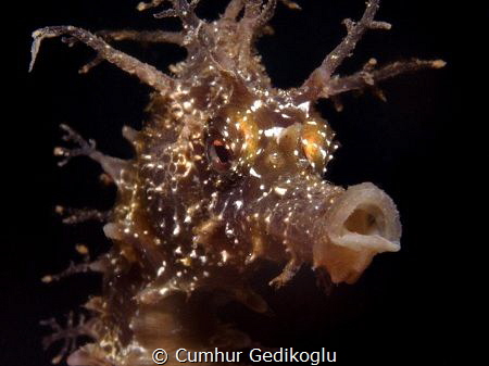 Hippocampus guttulatus
Speckled seahorse by Cumhur Gedikoglu 