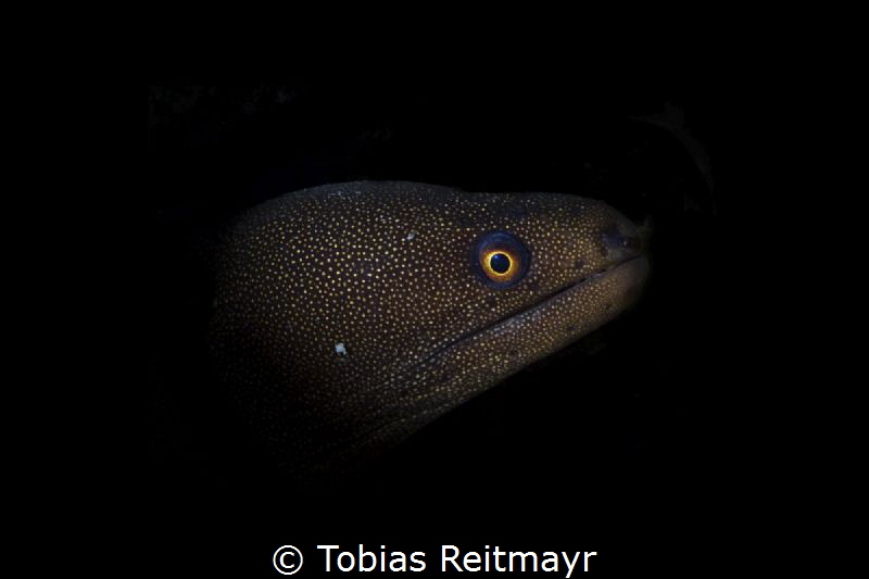 Snooted Goldentail Moray, Pink Beach, Bonaire by Tobias Reitmayr 