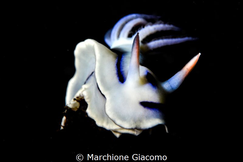 Loch's Chromodoris. Nikon D800E 105 macro . one Z240 Inon... by Marchione Giacomo 