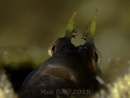 Blenny on lena wreck by Mark Reilly 