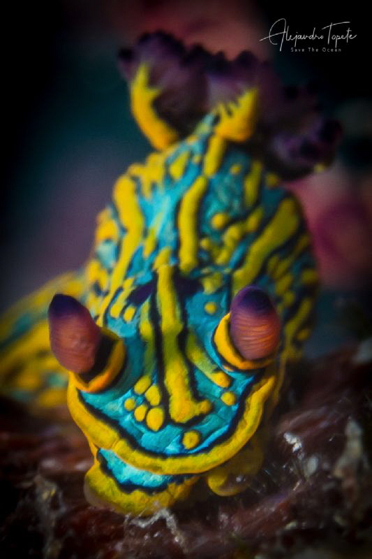 Colorfull nudibranch, Islas Marietas Mexico by Alejandro Topete 