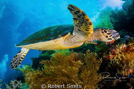 Green turtle hanging out and eating corals on the USAT Li... by Robert Smits 