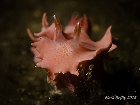 Rose petal nudibranch by Mark Reilly 