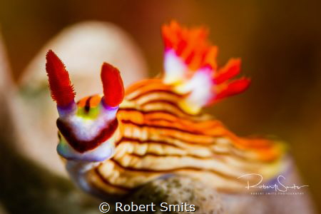 Superhero Nudibranch in Mirbat, Oman, checking out the ca... by Robert Smits 