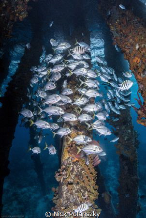 “Underneath the Salt Pier of Bonaire, you can get lost in... by Nick Polanszky 