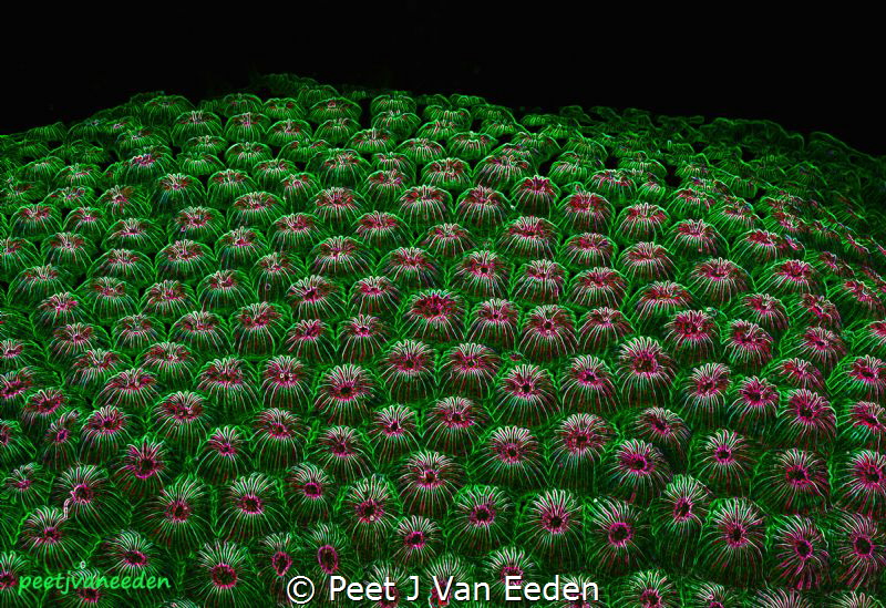 The Coral Garden. Sodwana Bay, KZN, South Africa by Peet J Van Eeden 