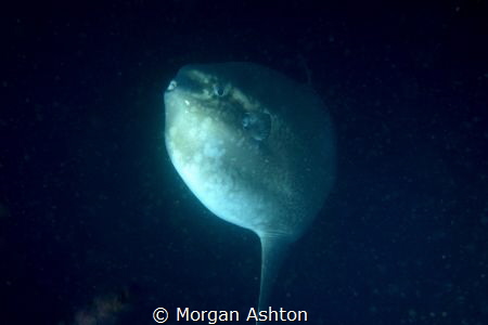 The Elusive Mola Mola by Morgan Ashton 