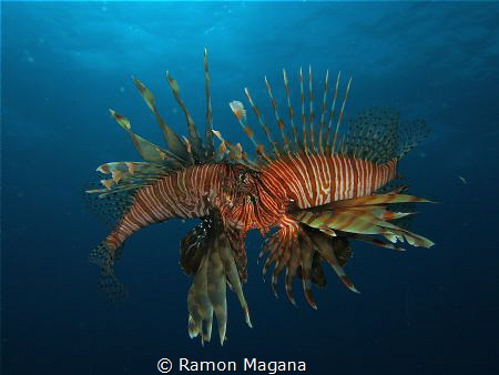 Lion fish mating dance...found in Mahahual Q.Roo at 80ft ... by Ramon Magana 