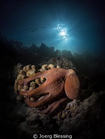 Octopus posing on a night dive under the jetty, Baa Atoll by Joerg Blessing 