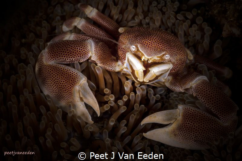 Eye to Eye with a Porcelain Crab by Peet J Van Eeden 