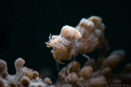 Humpback shrimp by Julian Hsu 