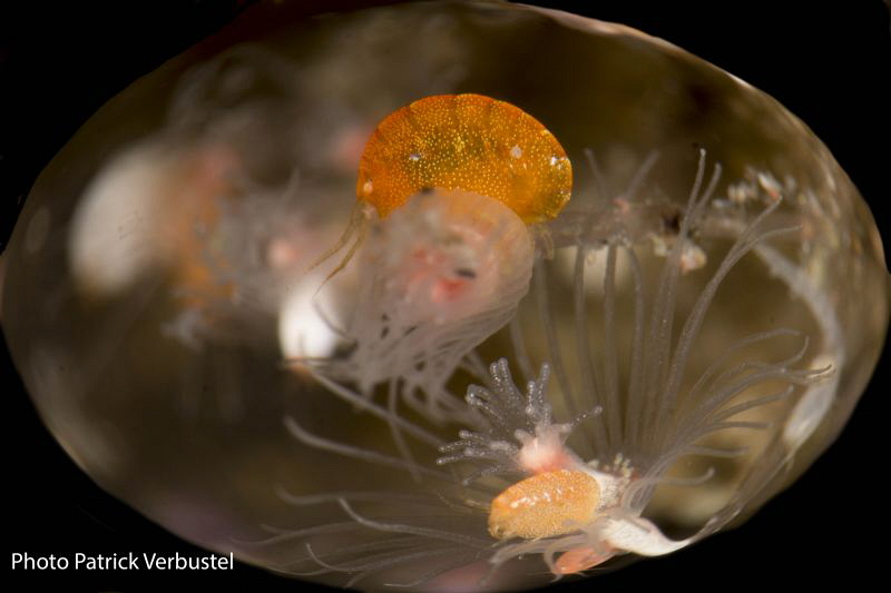 One of the smallest creatures in the ocean - a lady bug by Patrick Verbustel 