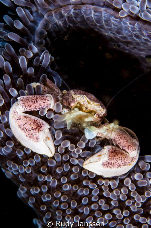 Neopetrolisthes maculatus. Porcelain crab by Rudy Janssen 