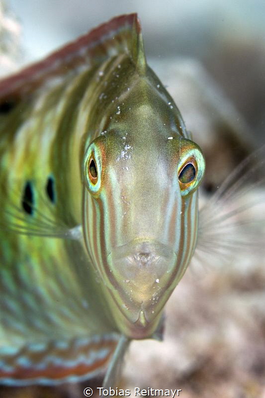 Green Razorfish at Something Special, Bonaire by Tobias Reitmayr 