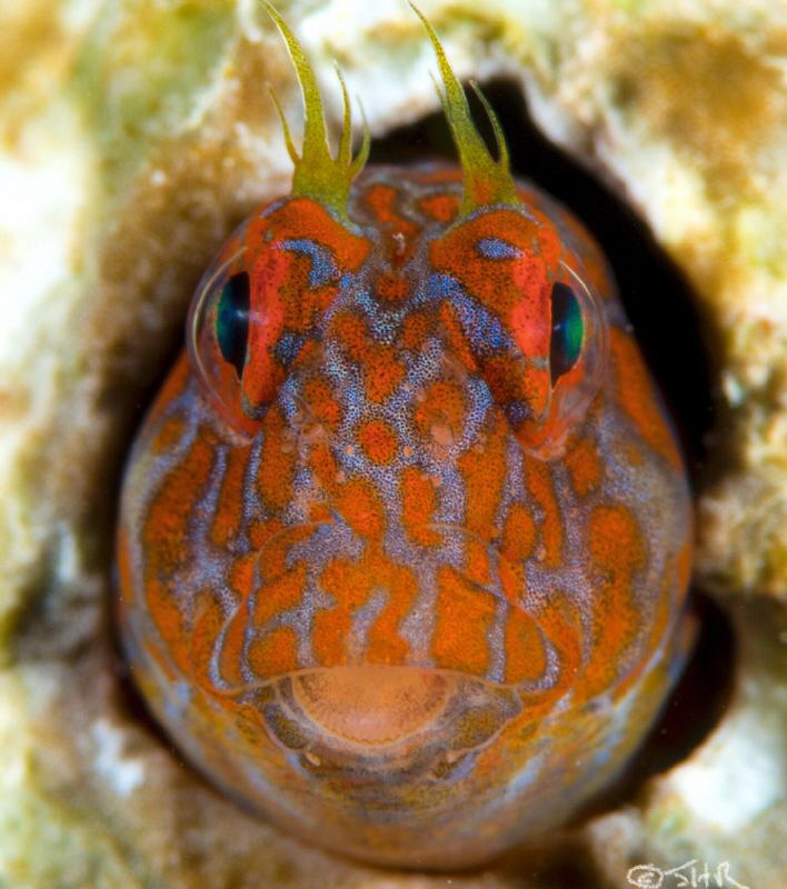 Clowning around.. Orangespotted Blenny by John Roach 