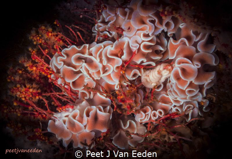 The Gathering

of Frilled Nudibranchs by Peet J Van Eeden 