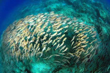 Fish schooling under the boat by Andy Lerner 