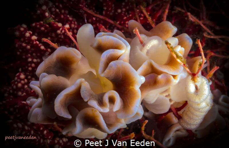A Happy Family
Frilled Nudibranch parents and their eggs by Peet J Van Eeden 