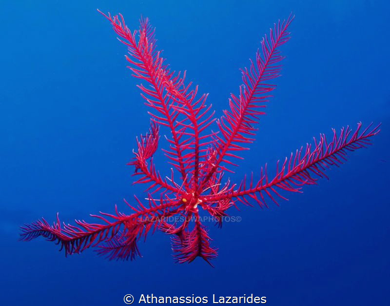 Feather star by Athanassios Lazarides 