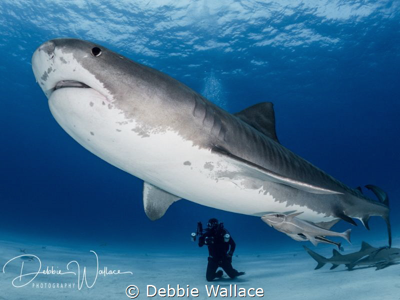 This very large female tiger shark is a resident of Tiger... by Debbie Wallace 