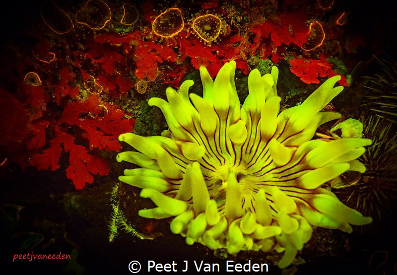 Fluorescence of the known and the unknown by Peet J Van Eeden 